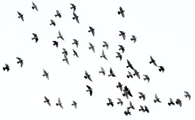 低角度摄影群轮廓的鸟插图
